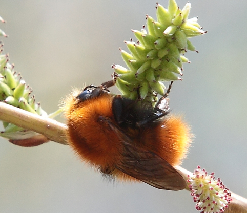 Bombus pascuorum?